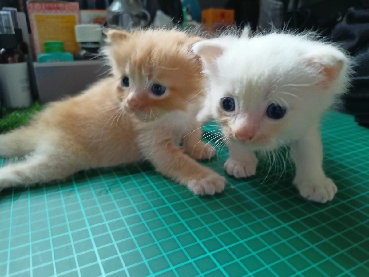 realme 7